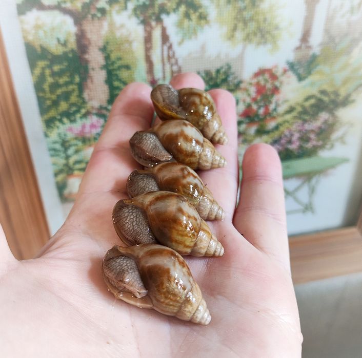 Ахатіна фуліка Карамель, малюки. Равлики.