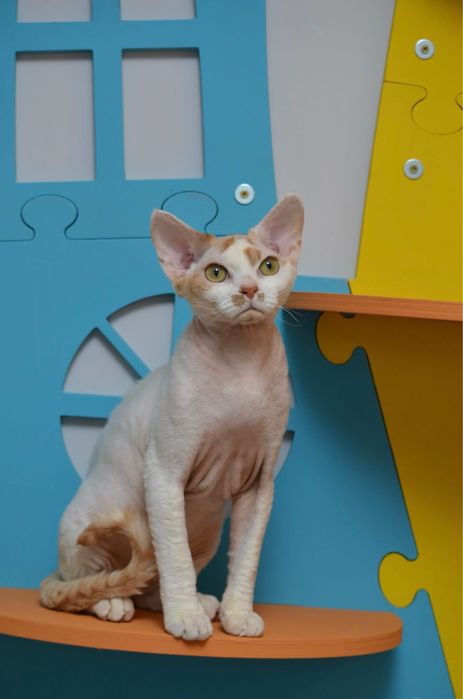 Девон рекс підрощений хлопчик