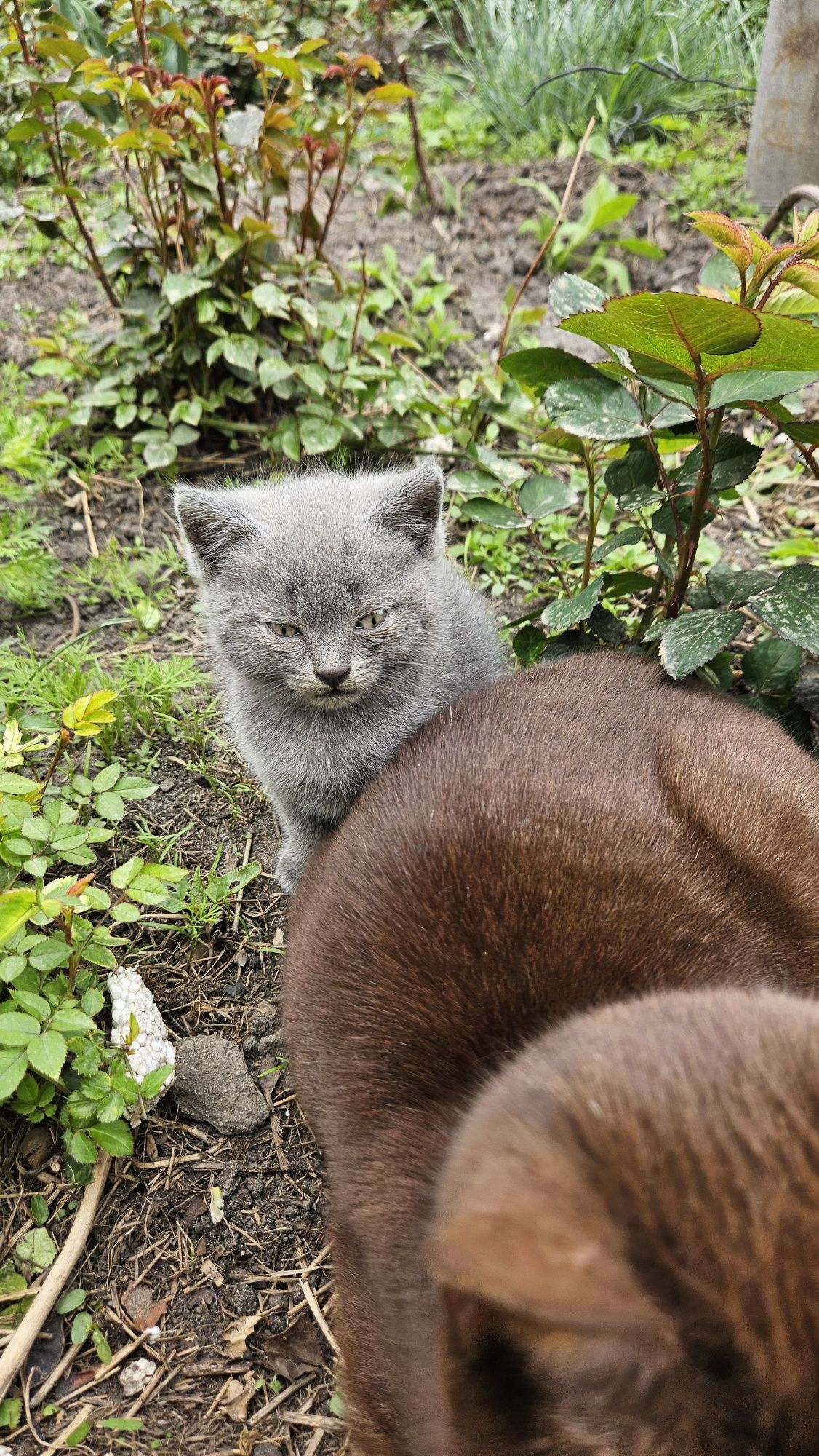 Продам котят скоттіш страйт