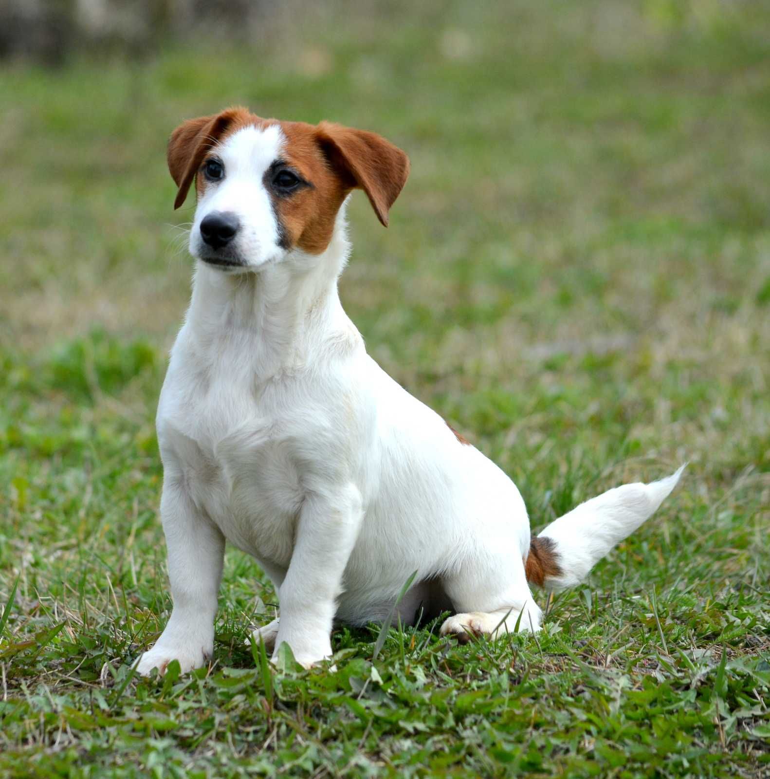 Jack Russell Terrier śliczna suczka Tekla ZKwP FCI rodowód