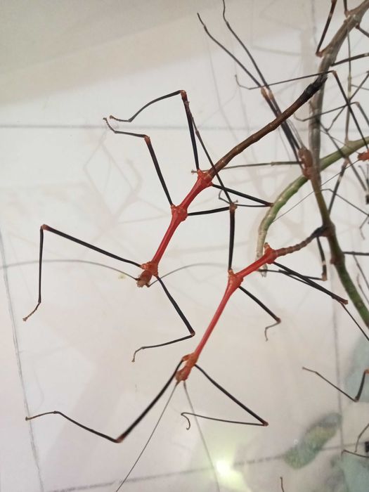 Patyczaki/straszyki Lonchodiodes sp. Ilocos, chiński, pieprz i sól...