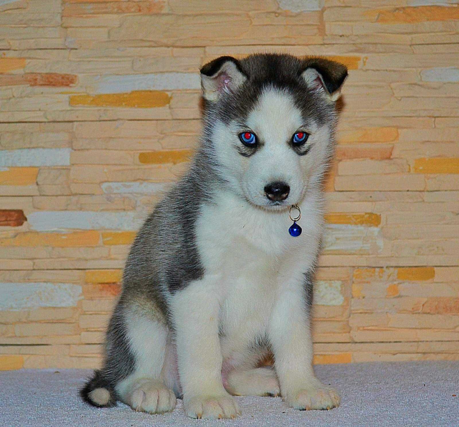 Волчий окрас голубые глаза щенок мальчик клубная вязка сибирский хаски