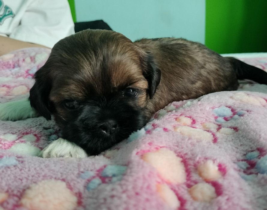 Brązowy piesek Shih Tzu