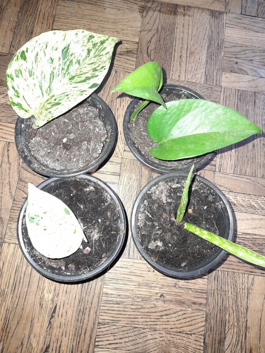 Kwiaty domowe doniczkowe, nadwyżka