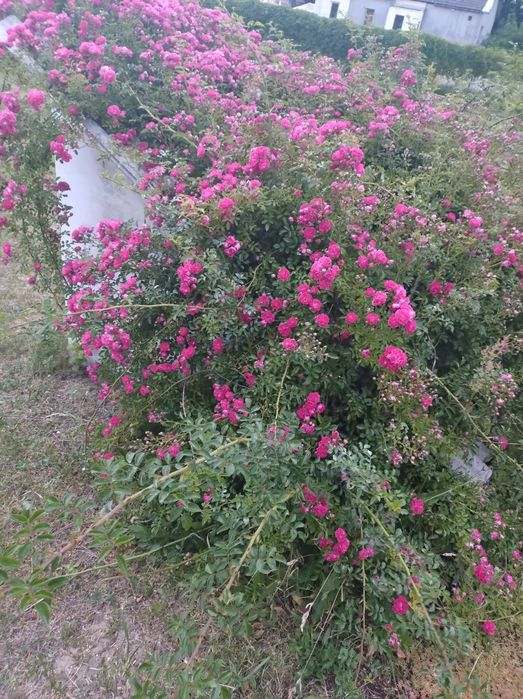 Piękna Sadzonka róży