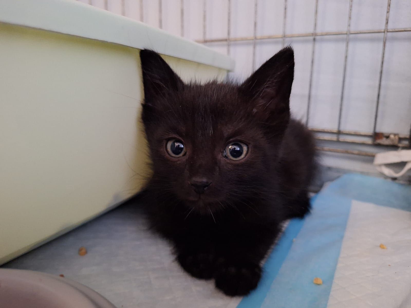 WĘGIELEK i KOKSIK - młode kocurki do adopcji