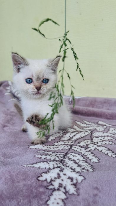 Британські кошенята