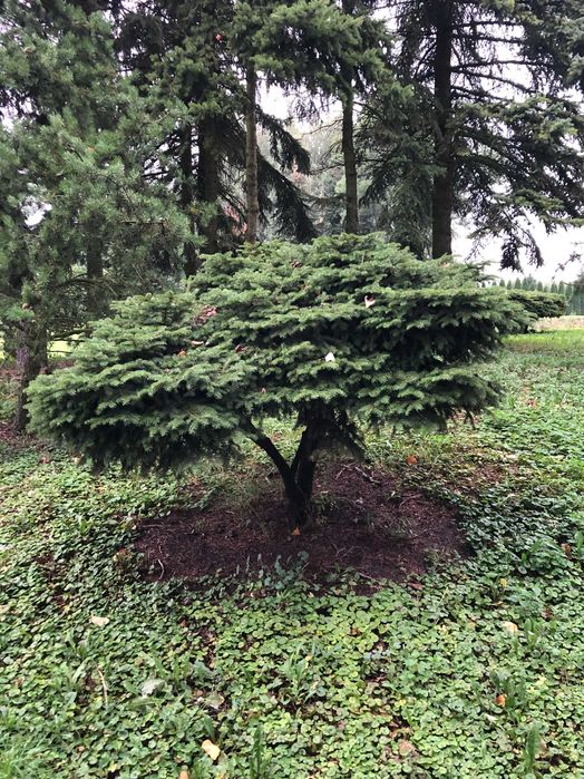 Świerk, Świerk gniazdkowy, Świerk karłowy, Bonsai