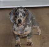 Jamnik Sunia Merle Lilac