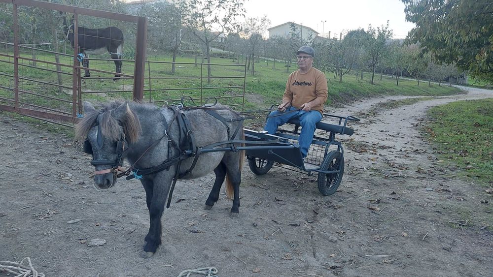Ponei shetland com charrete
