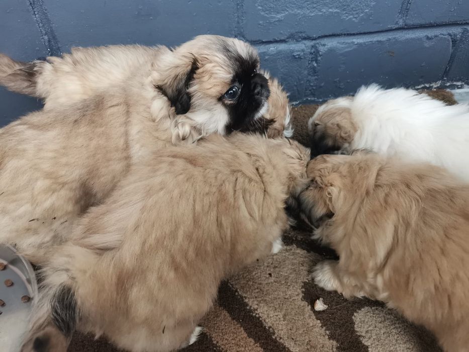 Pekińczyk Szczeniak Mały Puchaty