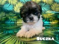 Shih-tzu szczeniak