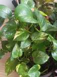 Epipremnum aureum "Sungold"