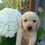 Cudna dziewczynka Dafne labrador retriever
