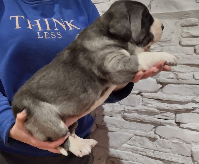 Продам малюків алабайчіків