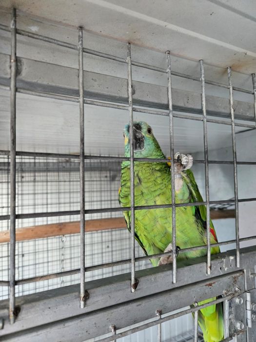 Amazona Aestiva Papagaio