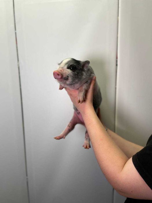 грайливі лагідні карликові свинки, міні піг для дому, розумні свинки