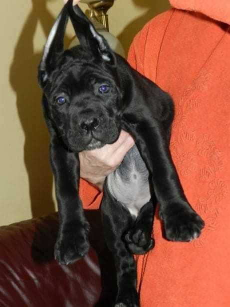 Cane Corso z rodowodem FCI