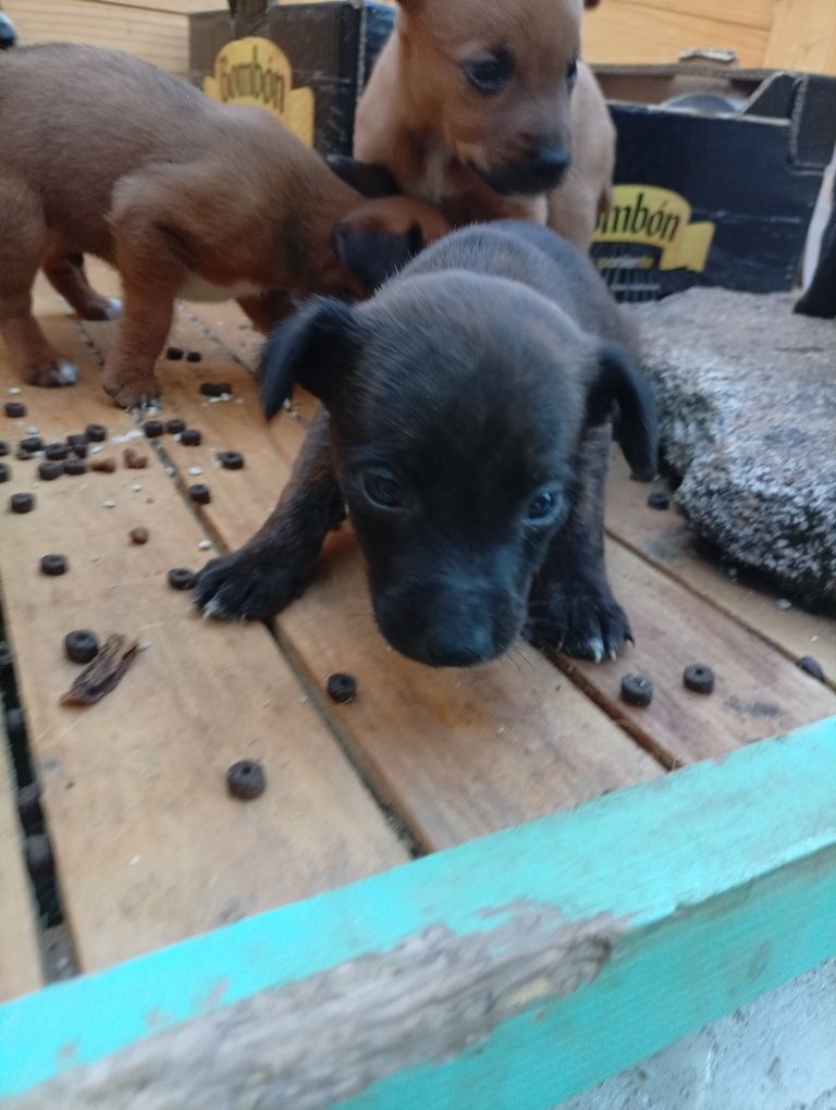 Ninhada resgatada para adoção - cães para adoção
