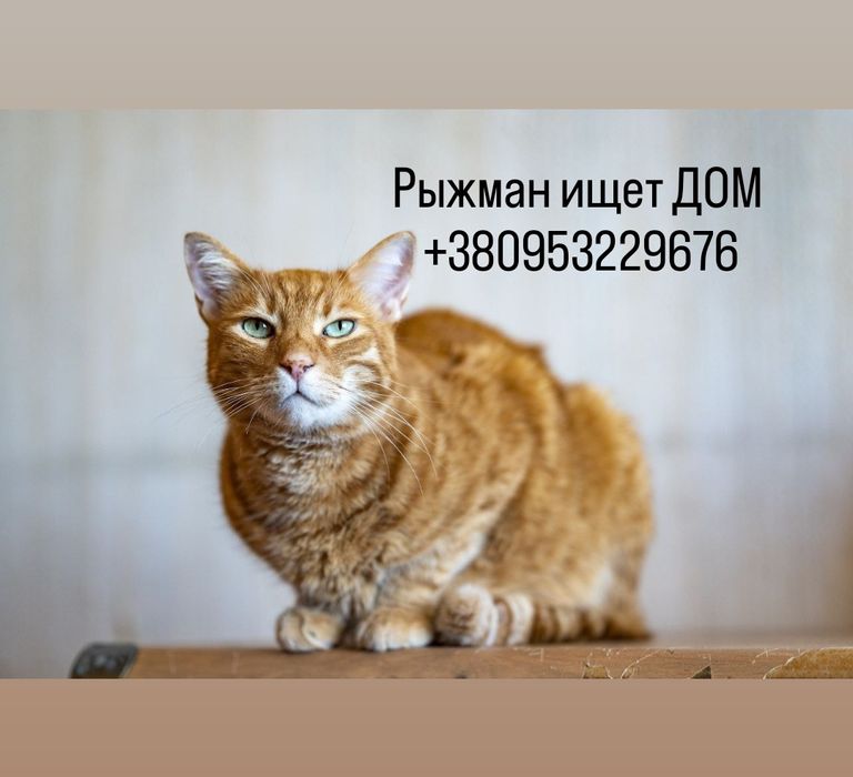 Рыжман срочно ищет ДОМ