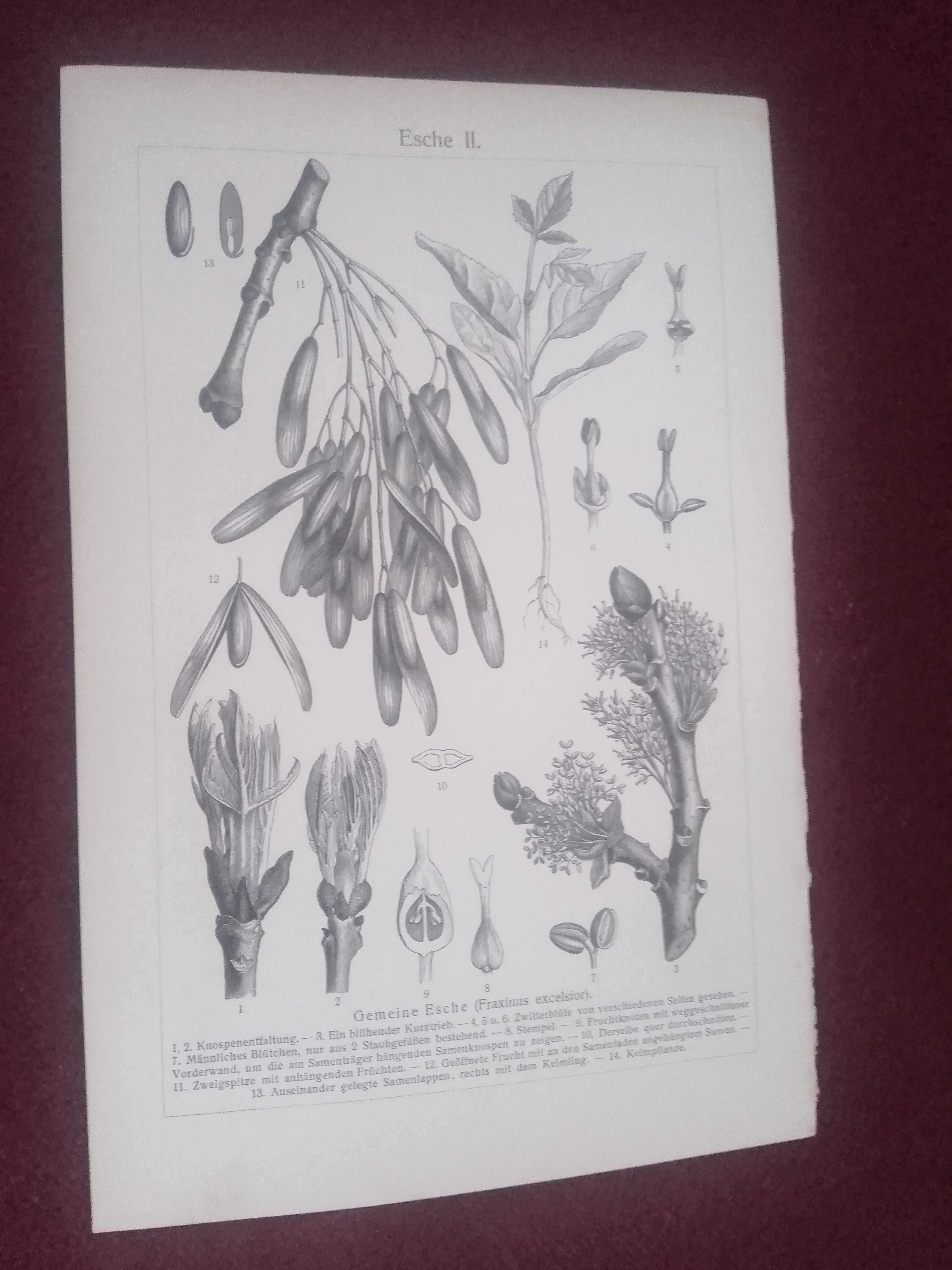 Liście drzew - Jesion  oryginalna XIX w. grafika