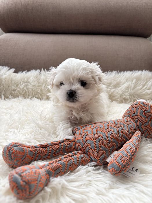 Maltańczyk-maltańczyki.