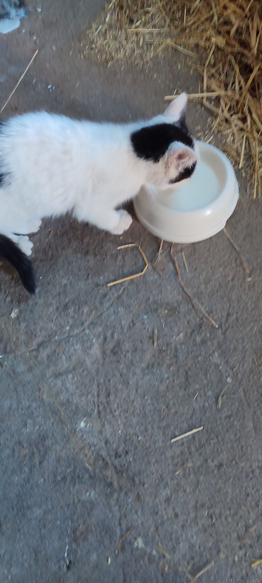 Kotek szuka domku