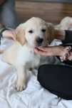 Suczka Golden Retriver