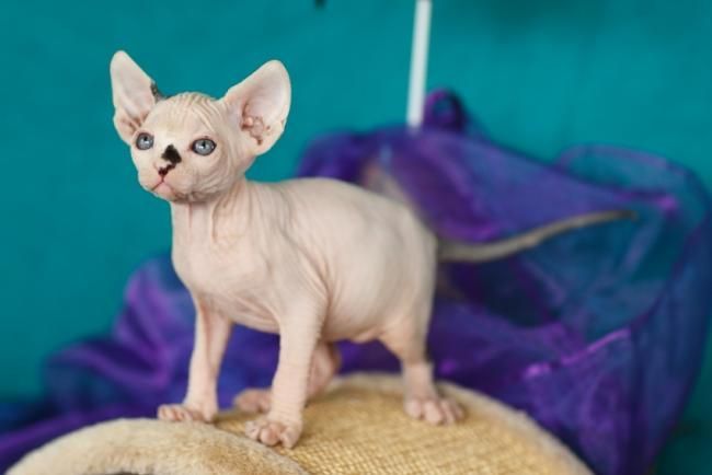 Sfinks * Sphynx NAJWIĘKSZY PRZYTULAK ℹ️ Warszawa Mokotow …inne