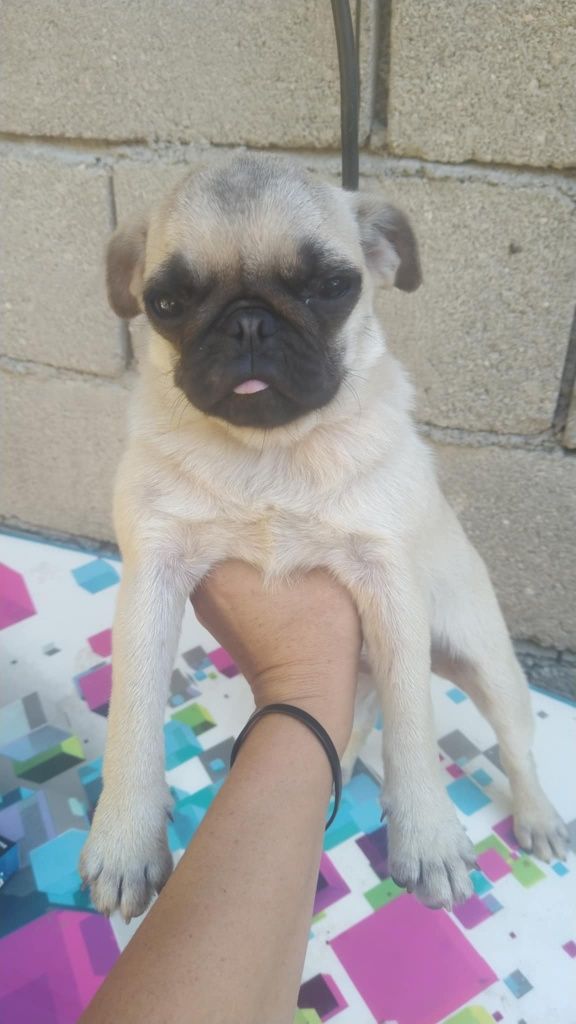 Pug calin femea lindissima