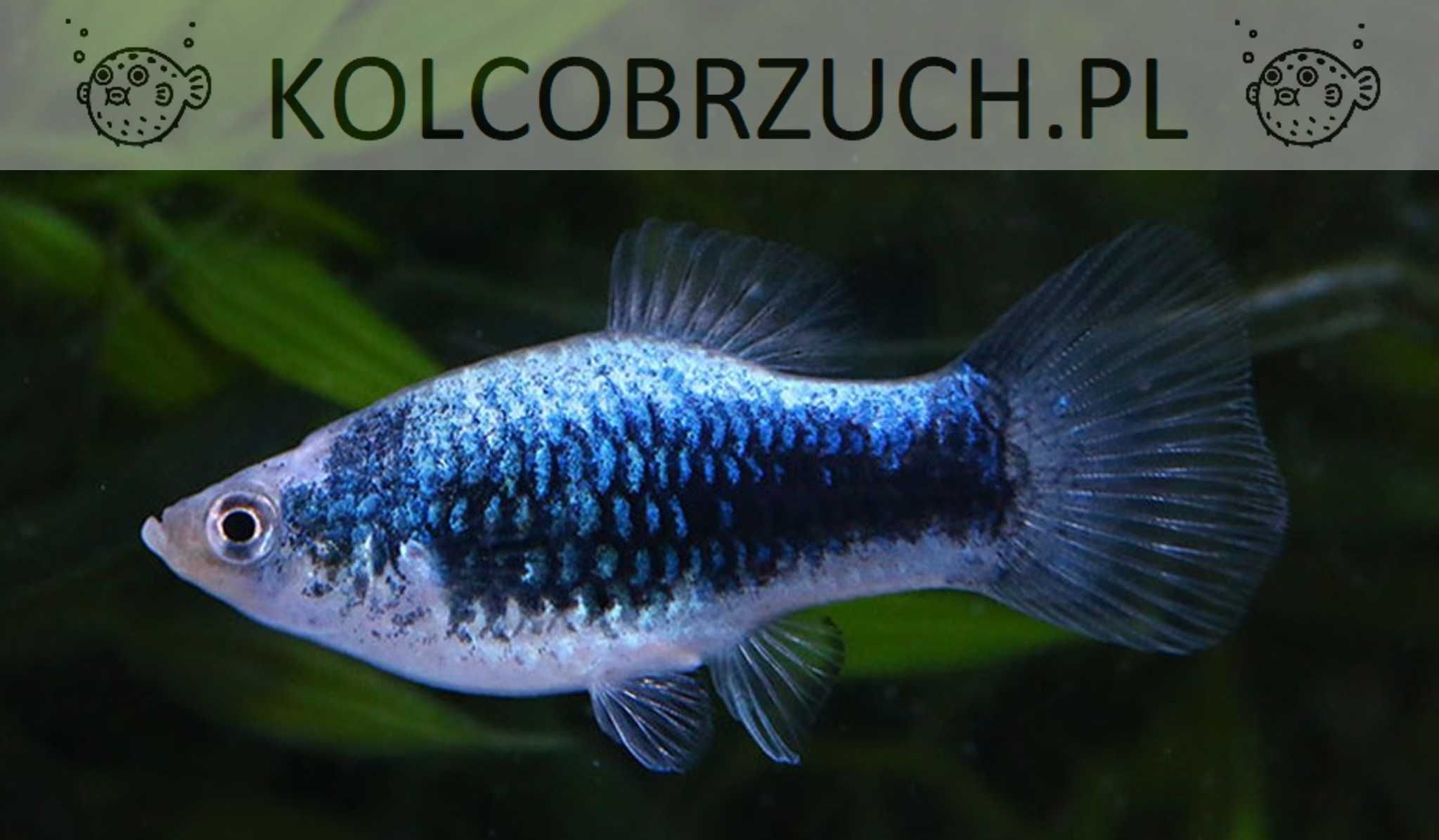 Zmienniak plamisty - Platka - Platynka - ODMIANA BLUE TUXEDO - dowóz