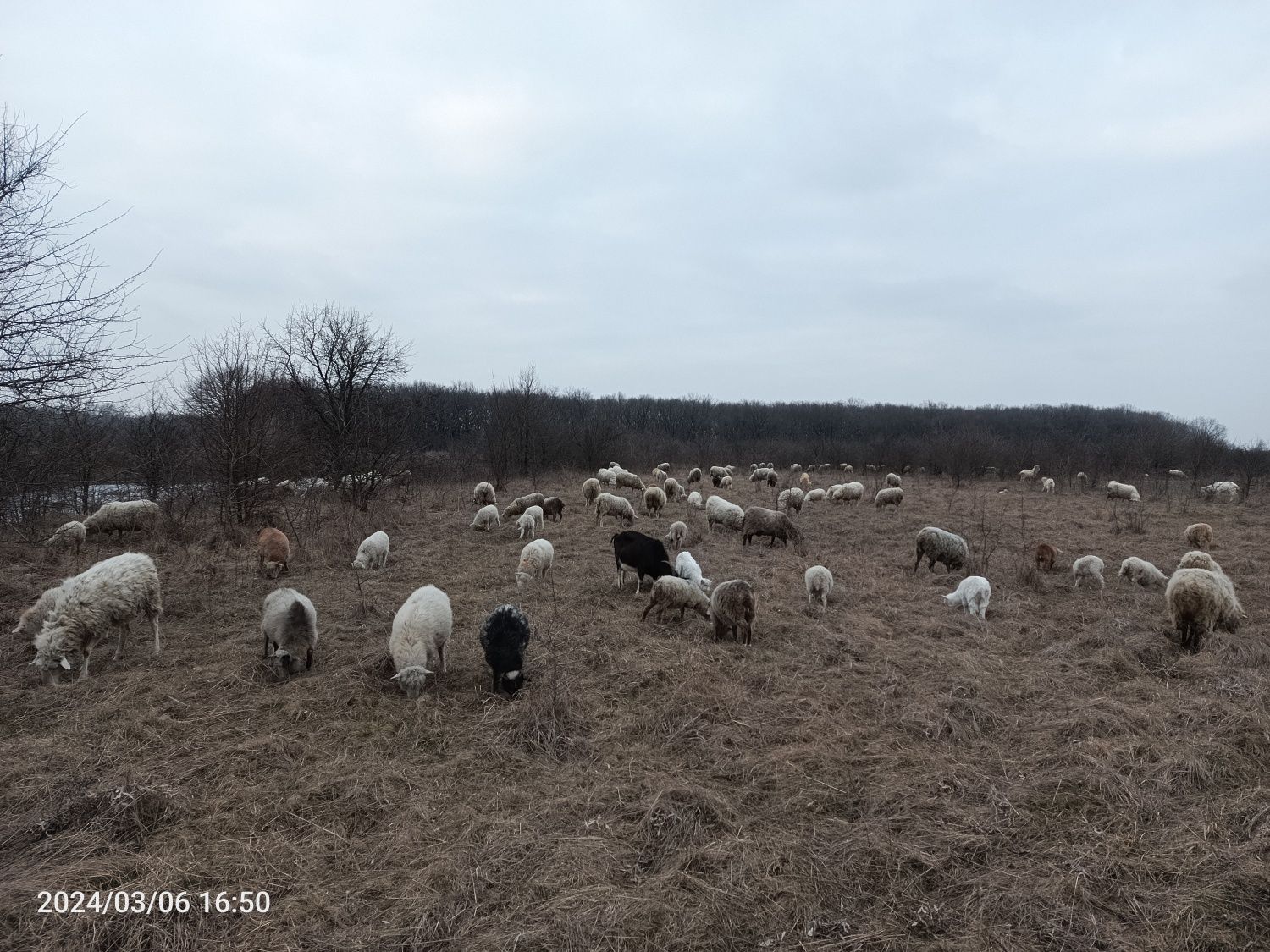 Продам баранів, овець.