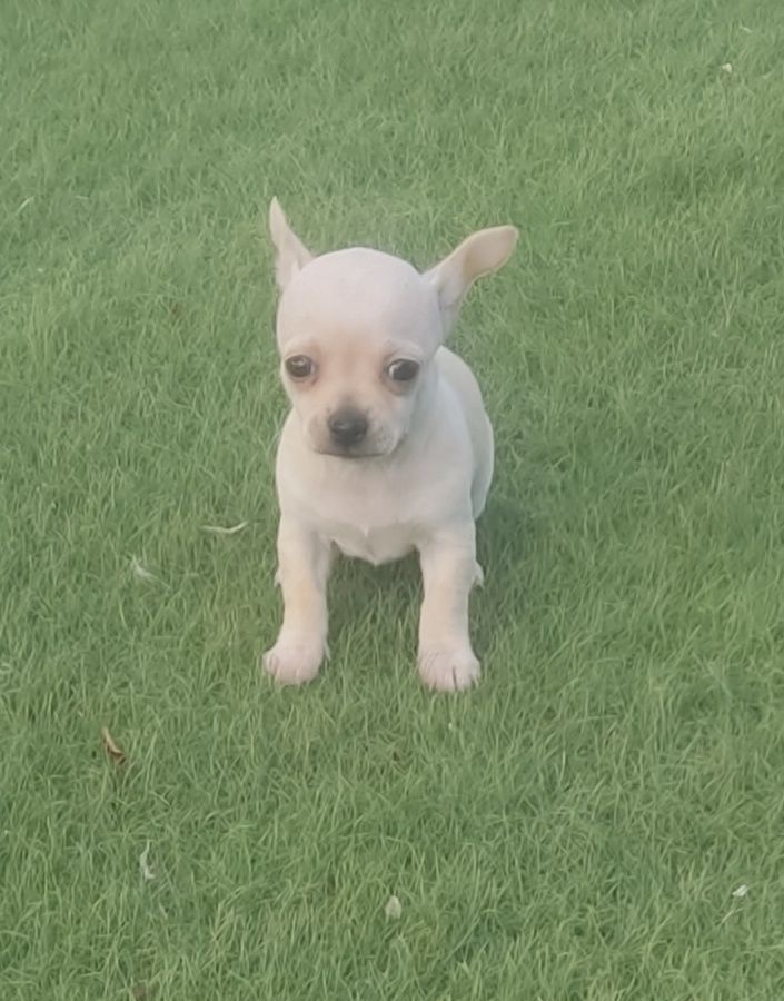Linda Chihuahua fêmea