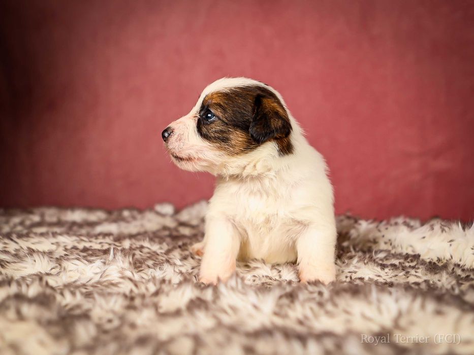 Suczka szorstkowłosa Jack Russell terrier ZKWP/FCI Mamba