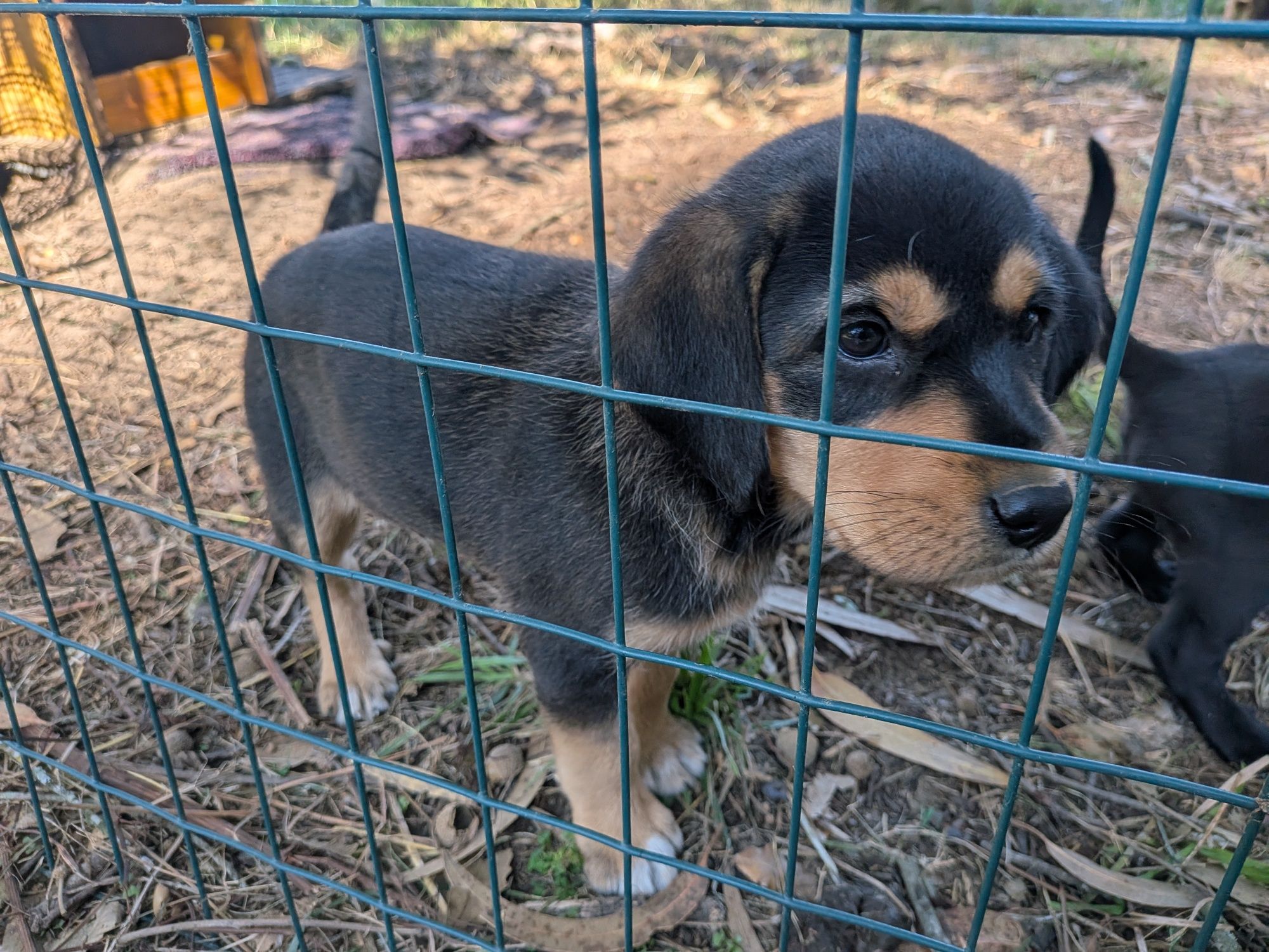 Cães para adoção responsável