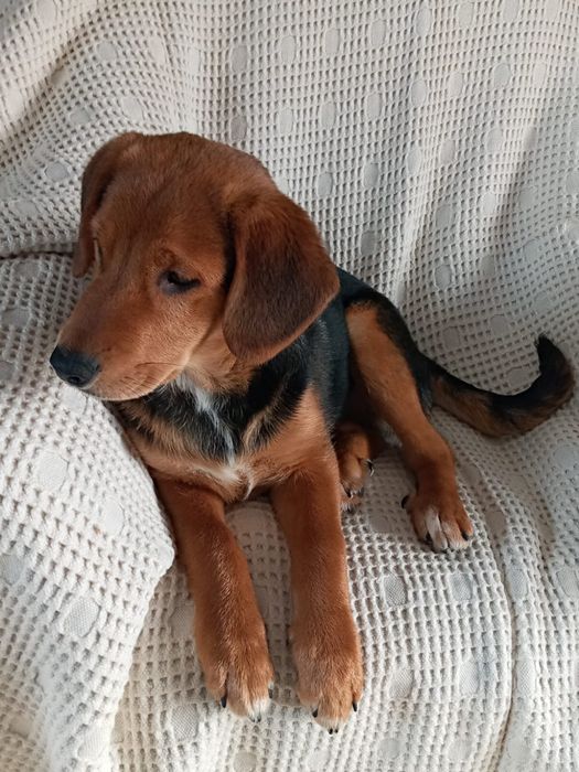 JASIO i MAŁGOSIA - dwa małe serca w drodze po swoją bajkę!