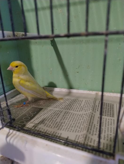 Kanarki likwidacja hodowli