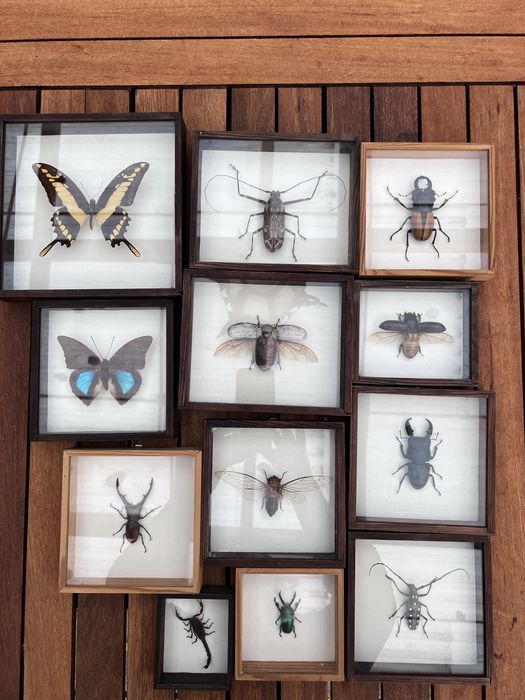 Motyle owady żuki chrabąszcze w ramkach