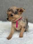 Przesliczna dziewczynka Chihuahua  choco merle tan