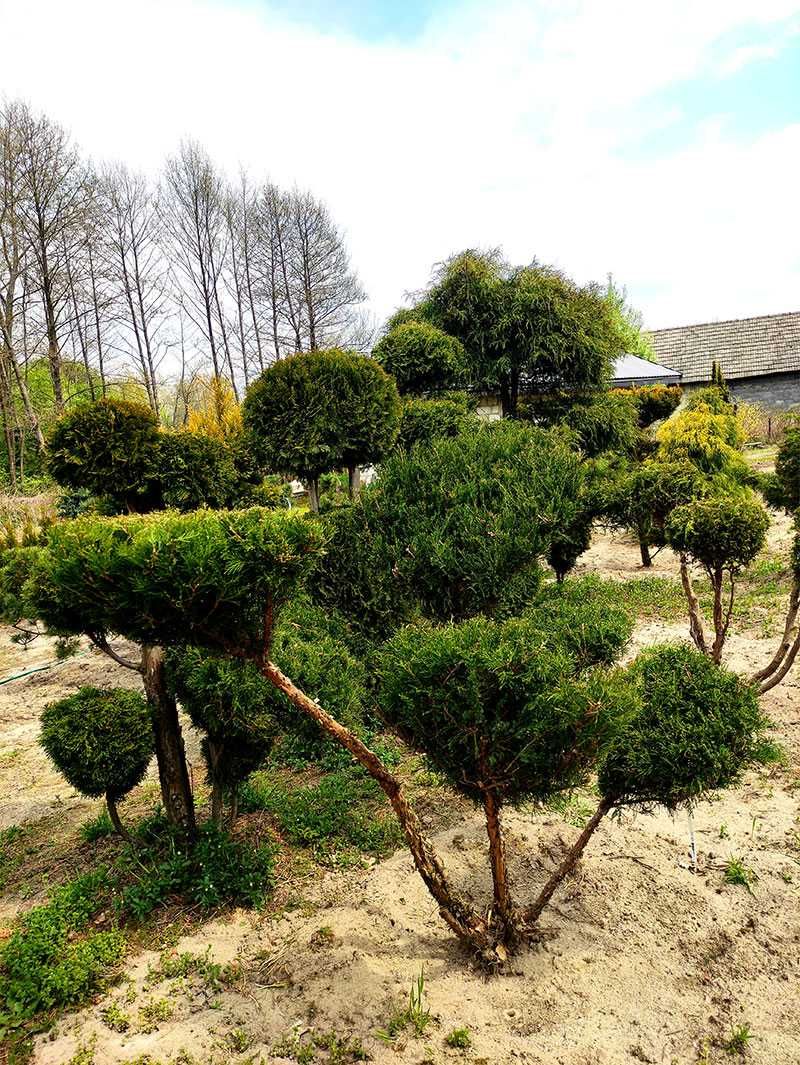Pietraszewski rośliny i krzewy ogrodowe, formowane Bonsai Sosna Cyprys