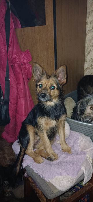 Мініатюрна вівчарочка з вагрю 5 кг