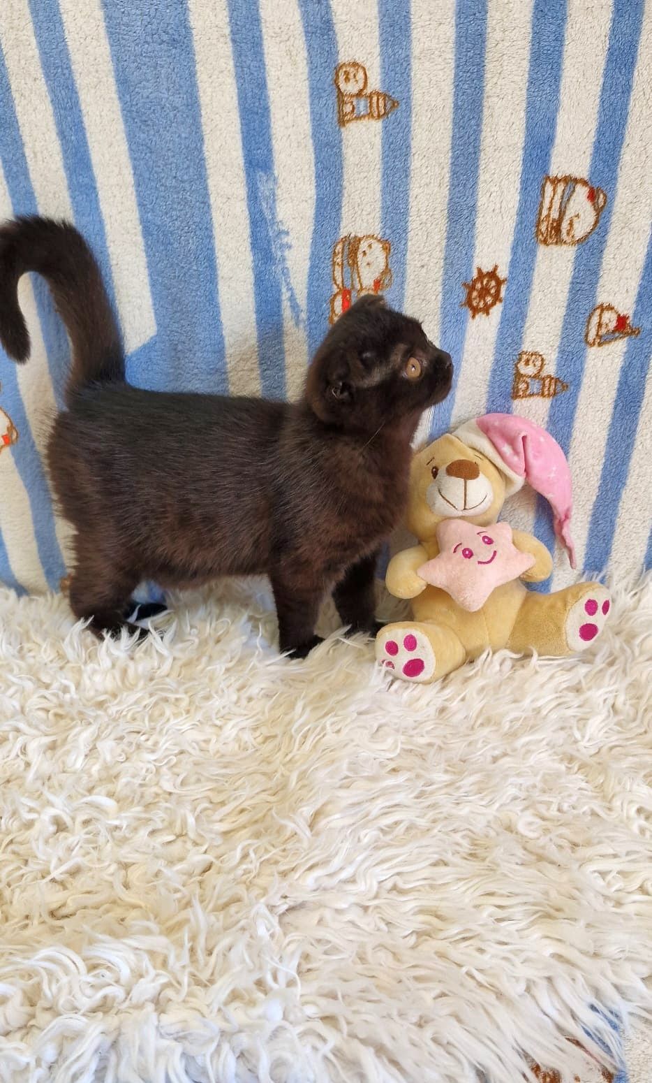 Scottish Fold Fêmea