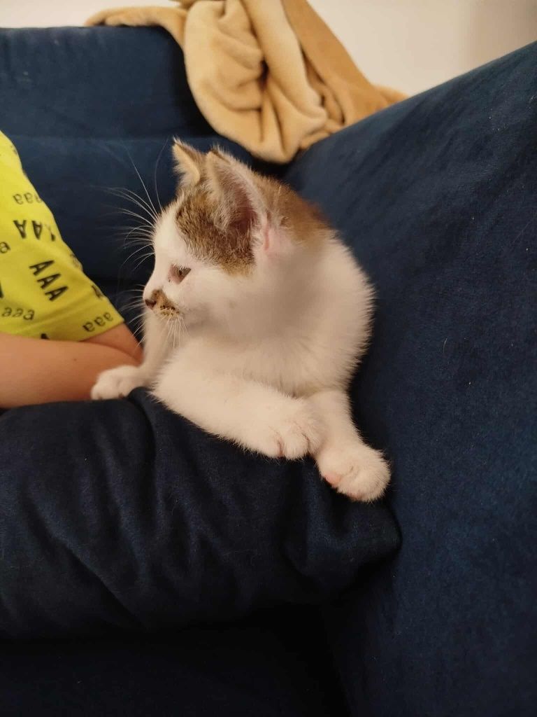 Mały kotek do adopcji.