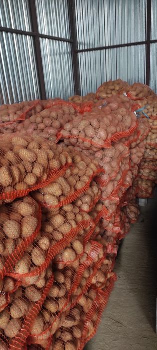 Ziemniaki jadalne ekologiczne Ignacy denar vineta ricarda