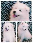 Szczeniaczek Samoyed cudowny piesek gotowy do odbioru