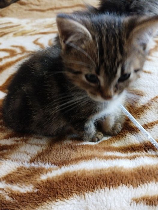 Кошенята, віддам в добрі руки