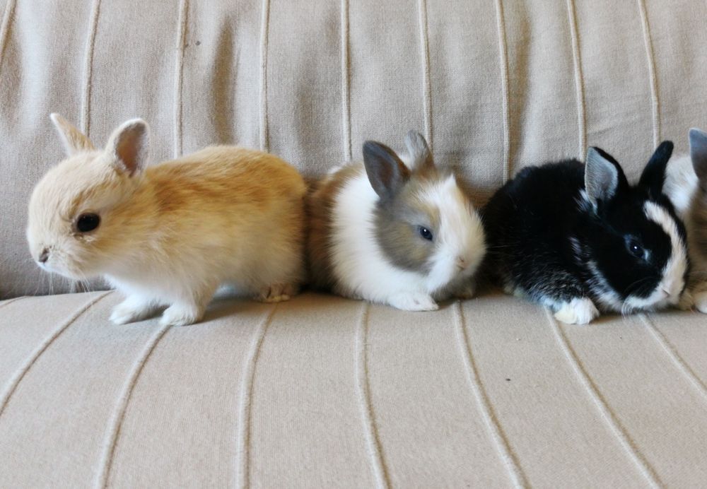 KIT completo coelhos anões mini desparasitados e vacinados