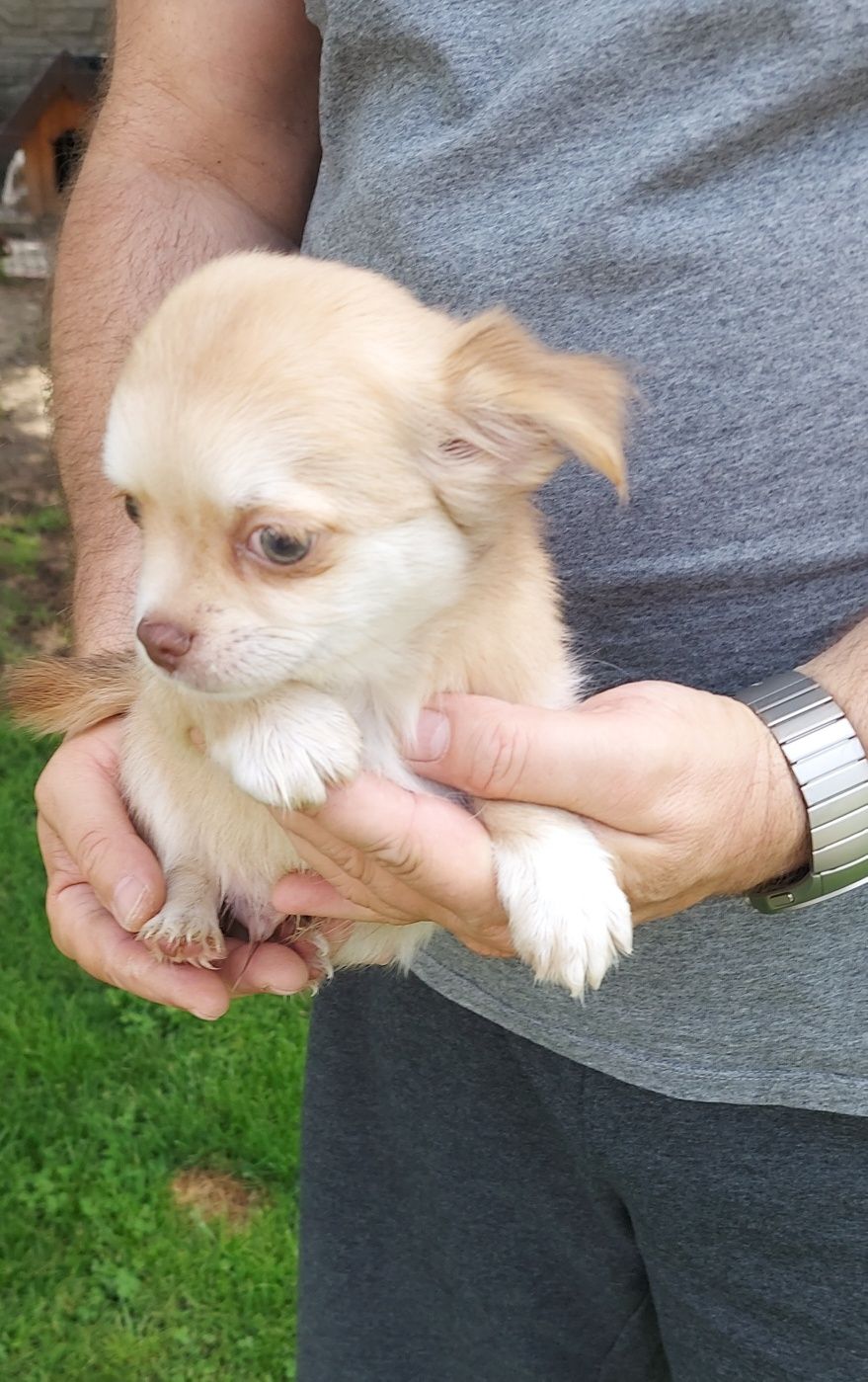 Chihuahua długowłosa piesek!