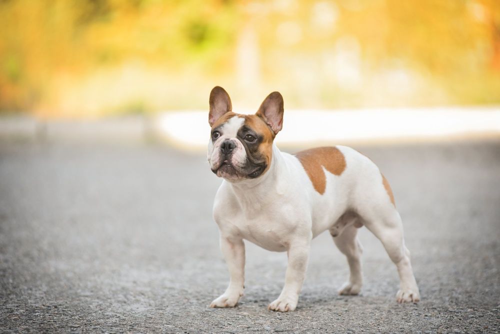 Щенки французского бульдога