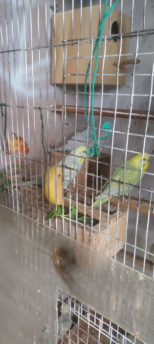 Vendo piriquitos a partir de 4 euros cada